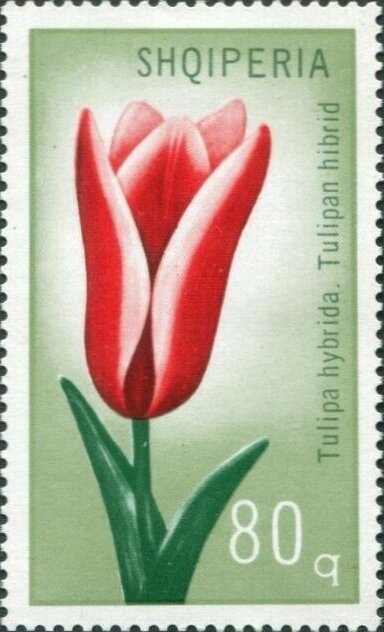 ‭Flags of Albania and other nations