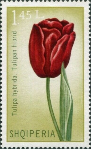 Mediteranean Monk Seal (Monachus albiventris)