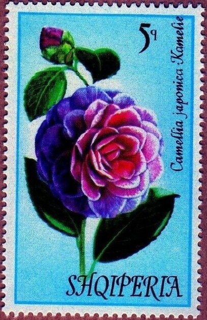 Dalmatian Pelican (Pelecanus crispus)