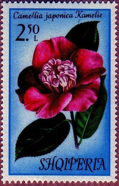 Emblem, football and stylized player