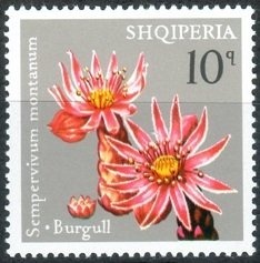 ‭President Ahmed Zogu