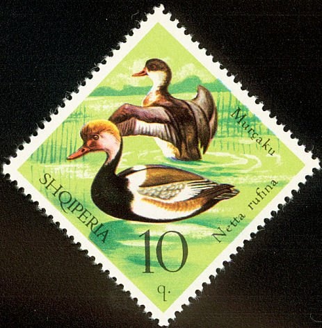 ‭Queen ‭Geraldine