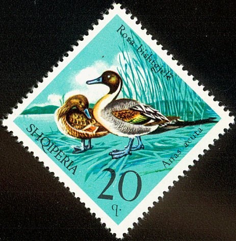 Zekate House (1812), Gjirokastër