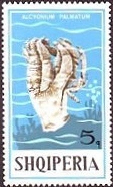 ‭King Victor Emmanuel III