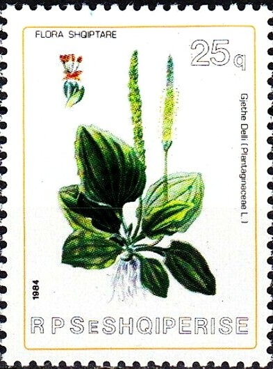 Landscape with Flowers, by Amarilda Prifti