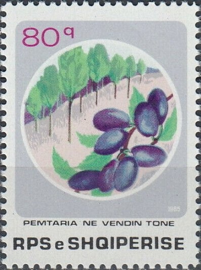 Cherry (Prunus cerasus)