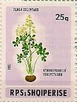 Ancient Albanian Coins