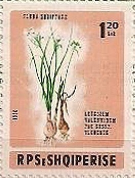 Mickey Mouse pointing