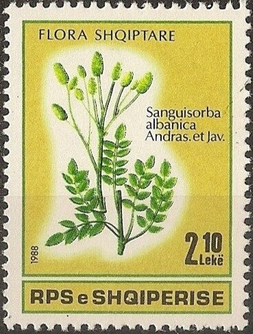 Albanian tulip (Tulipa albanica)