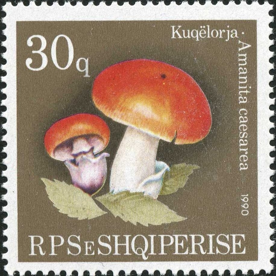 Common Starfish (Asterias rubens)