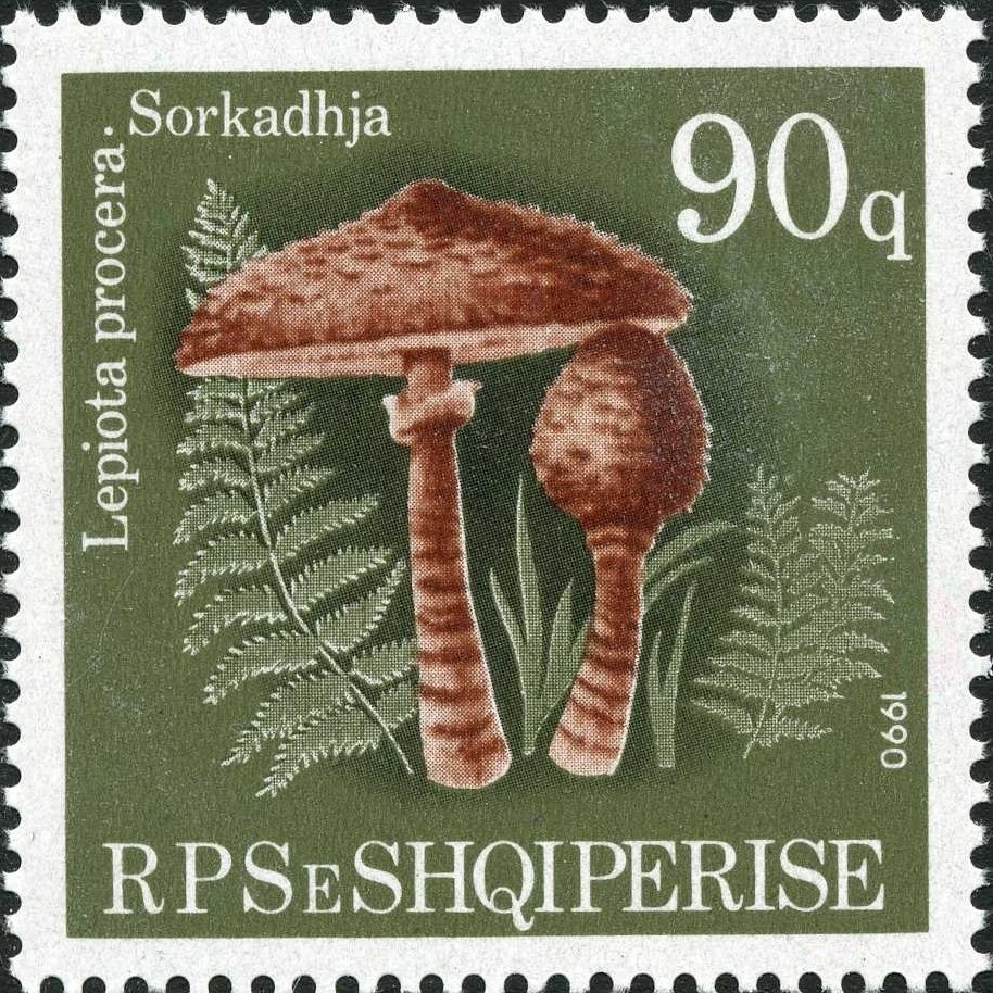 Mikel Koliqi (1900-1997), Albanian Roman Catholic cardinal