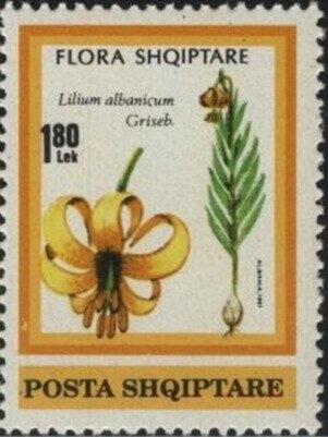 Mediterranean Sealife