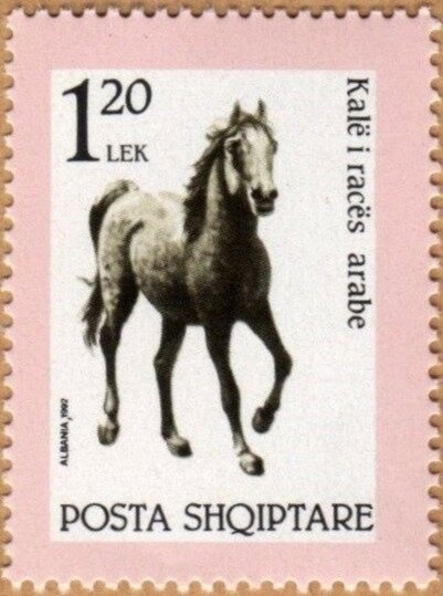 Domestic Silk Moth (Bombyx mori)