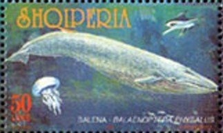 Folk Music Group with Çifteli, Flute, Tambourine