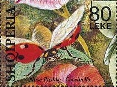 Carnation (Dianthus caryophyllus)