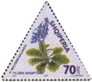 Gentian (Gentiana lutea)