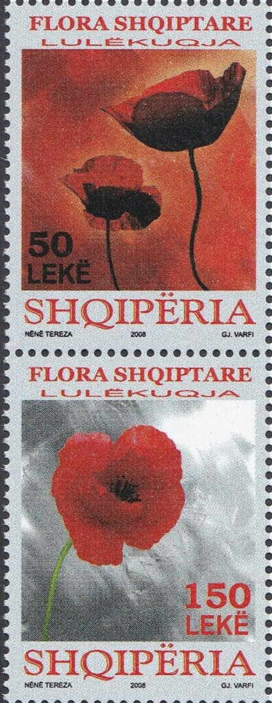 Virginia Rose (Rosa virginiana)