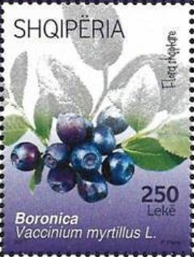 Blonde Hedgehog (Erinaceus europaeus)