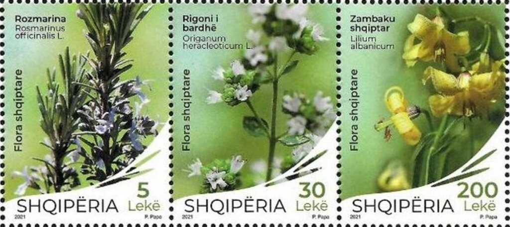 Vedat Kokona (1913-1998), Albanian translator & lexicologist