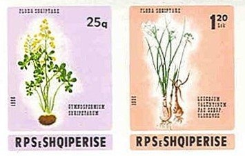 Eurasian Lynx (Lynx lynx)