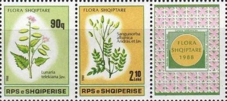 Garden Tiger Moth (Arctia caja)