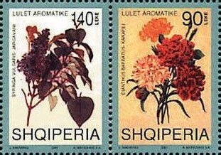 Western Barn Owl (Tyto alba)