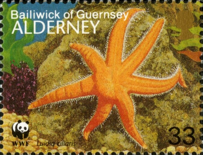 Common Buzzard (Buteo buteo)