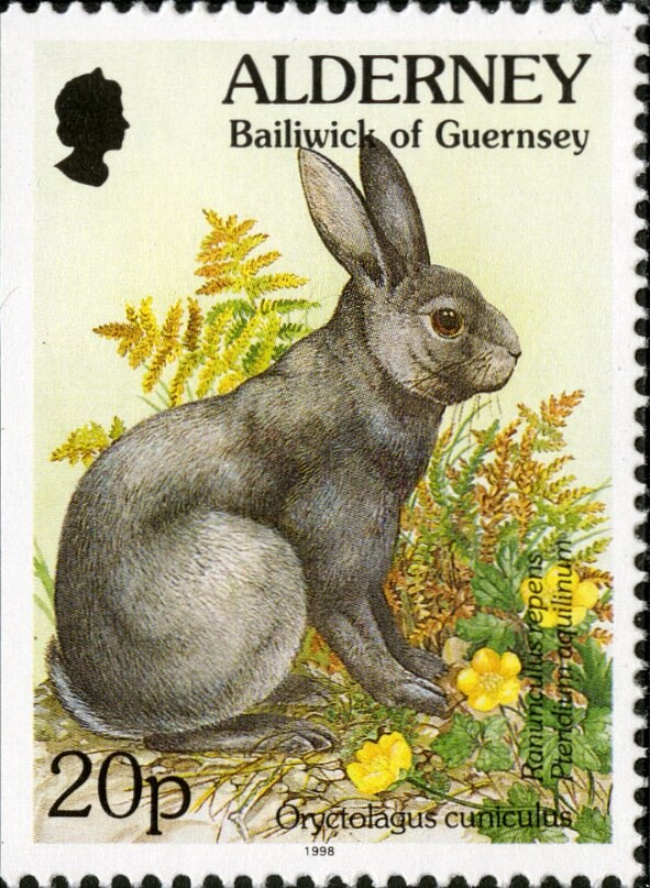 European Mole (Talpa europaea)