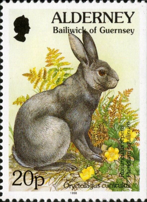 Western Barn Owl (Tyto alba)