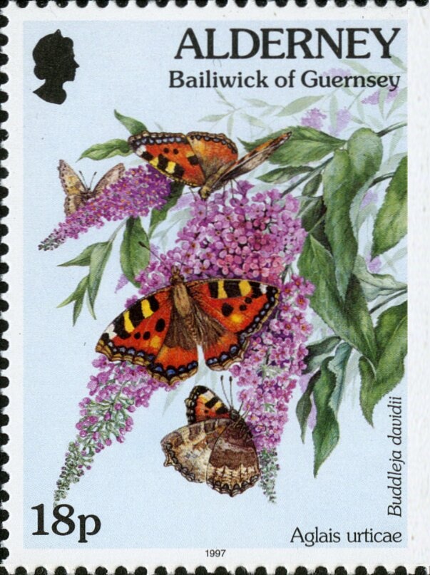 Western Barn Owl (Tyto alba)