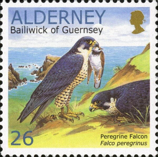 Sandwich Tern (Sterna sandvicensis)