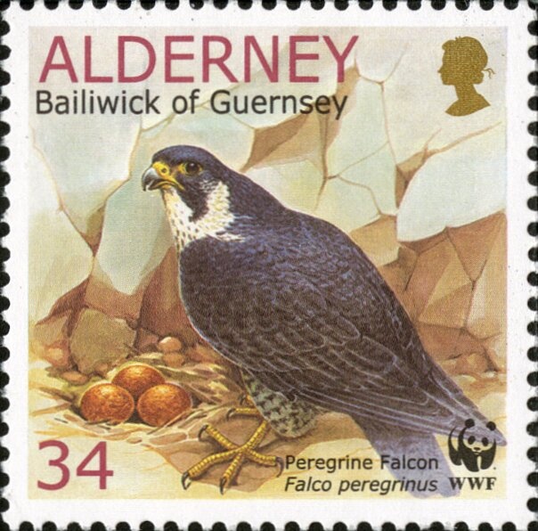 Ruddy Turnstone (Arenaria interpres)