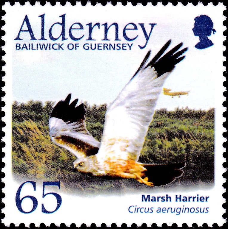 Orange Branch and Blossom