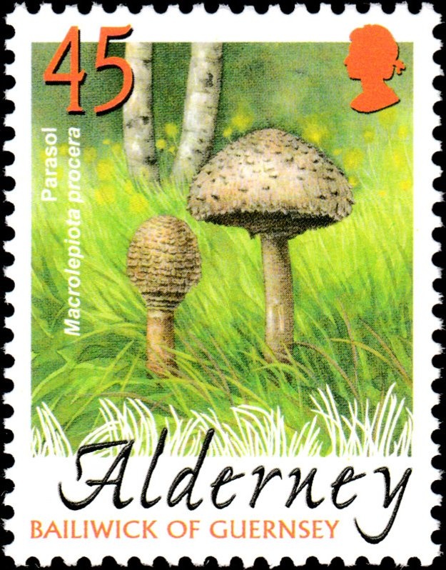 Map of the Adriatic and Ionian Seas, sailing ships, emblem