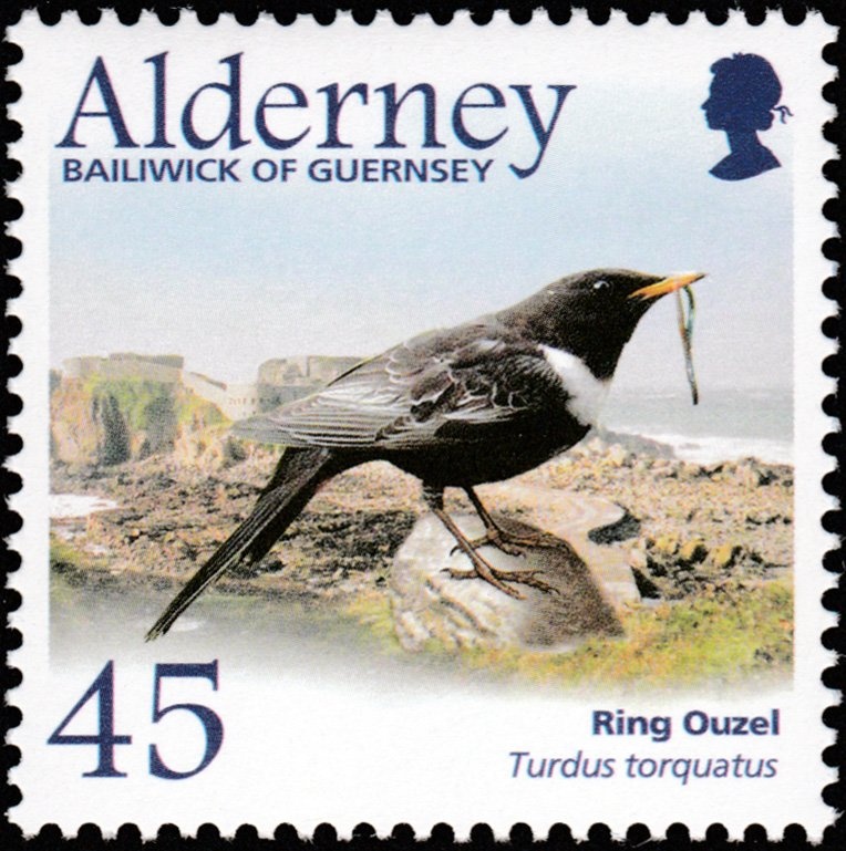 Castrol (Ricinus communis)