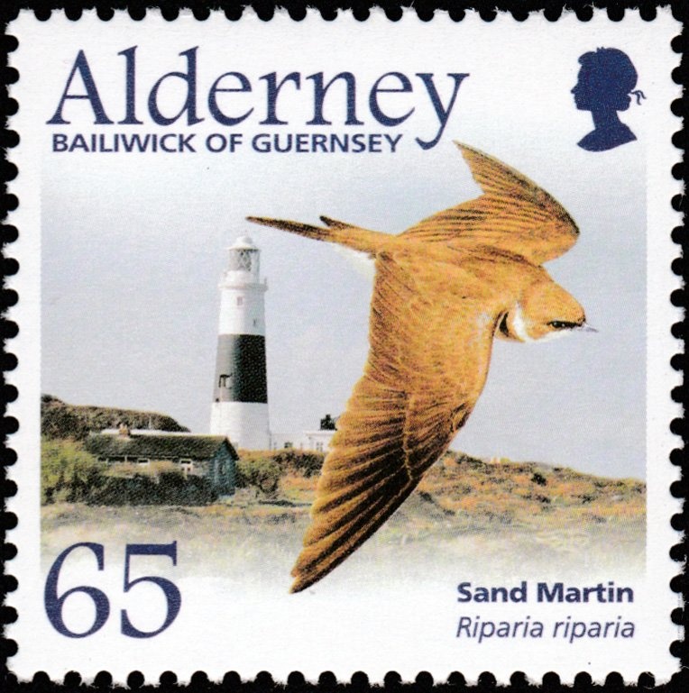 Peregrine Falcon (Falco peregrinus)