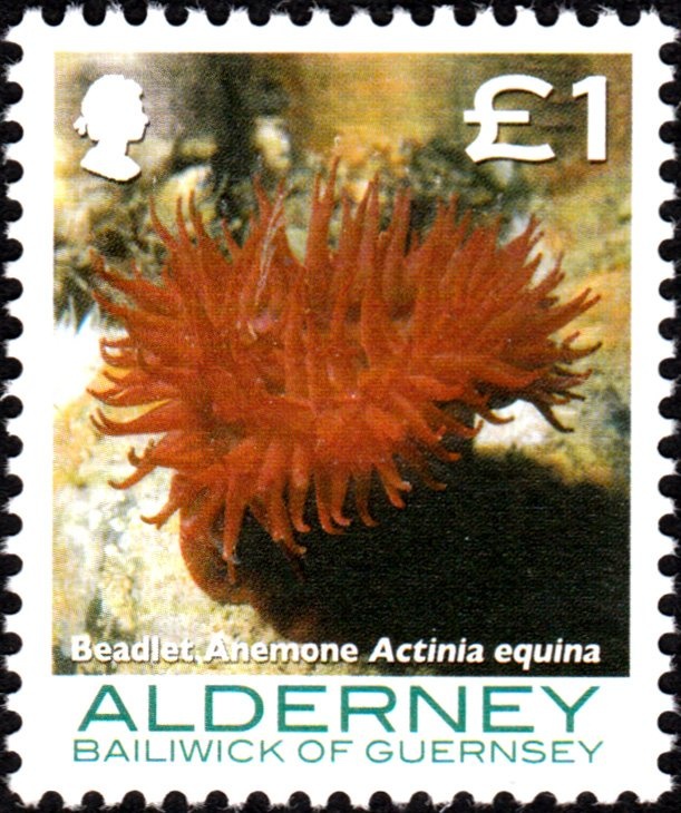 Mediterranean Gull (Ichthyaetus melanocephalus)