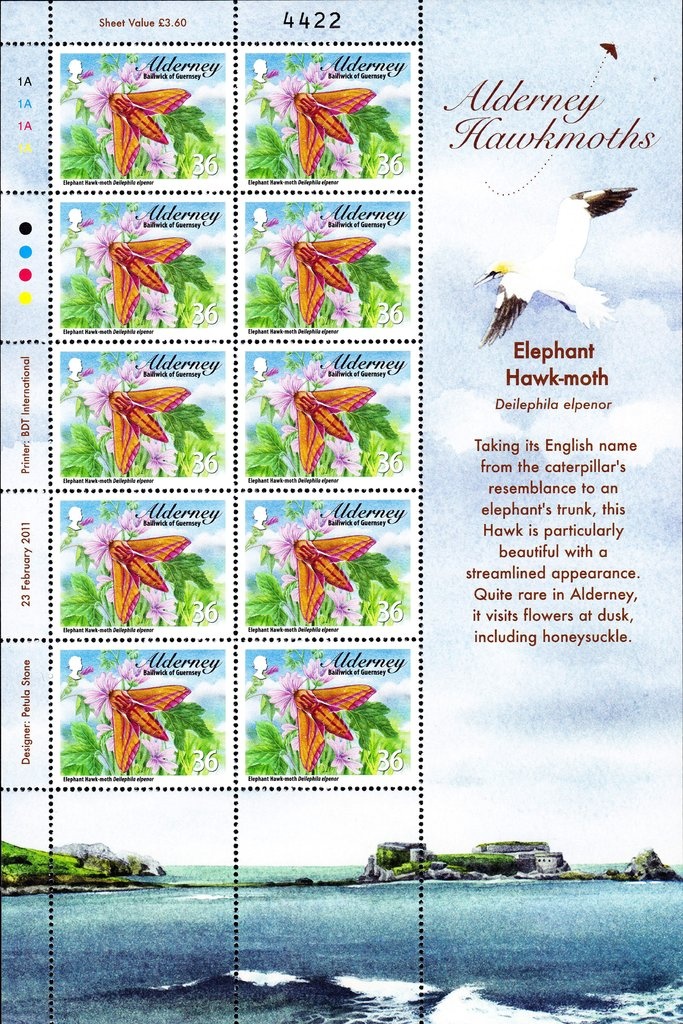 Blonde Hedgehog (Erinaceus europaeus)