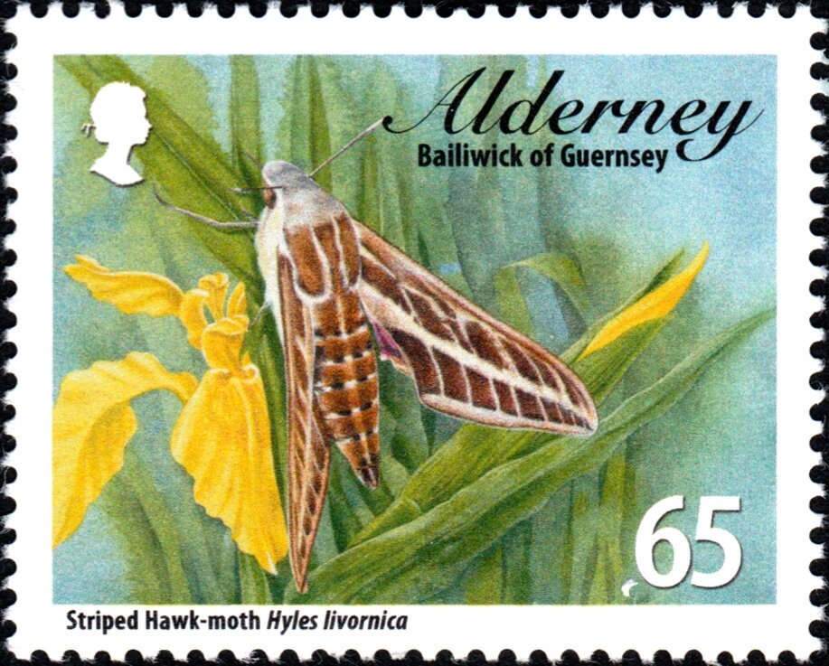 Cat with Butterfly (Felis silvestris catus)