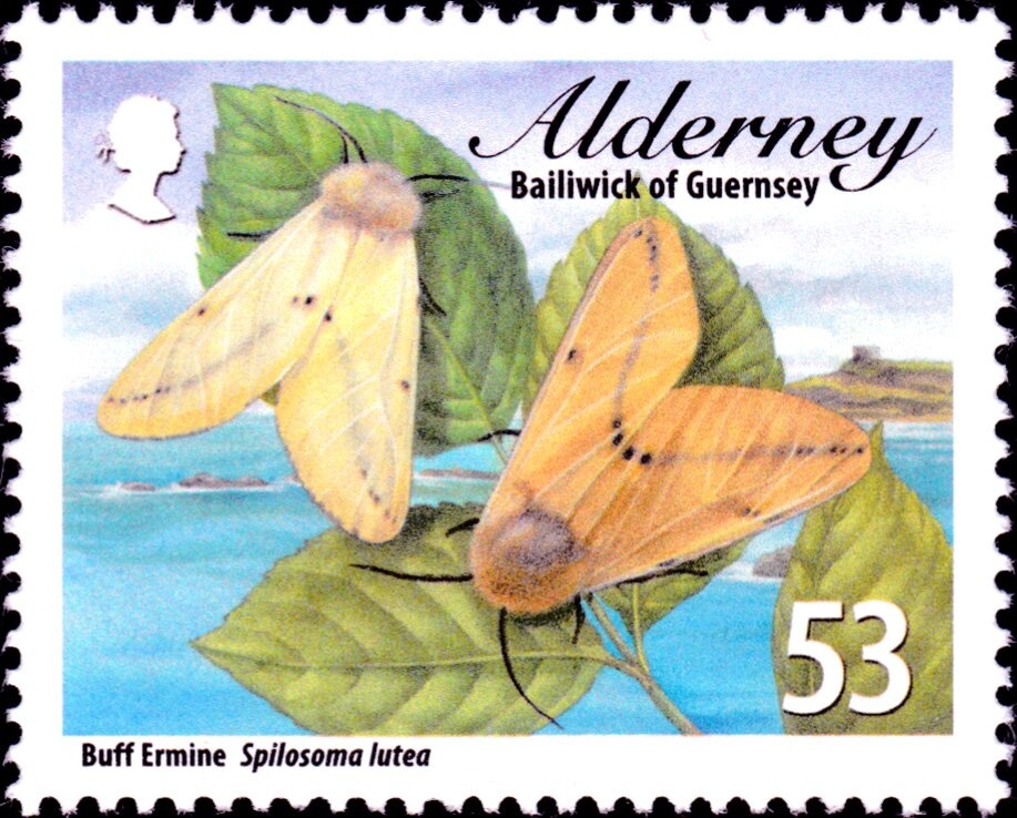 Bug Mining Bee (Colletes daviesanus)