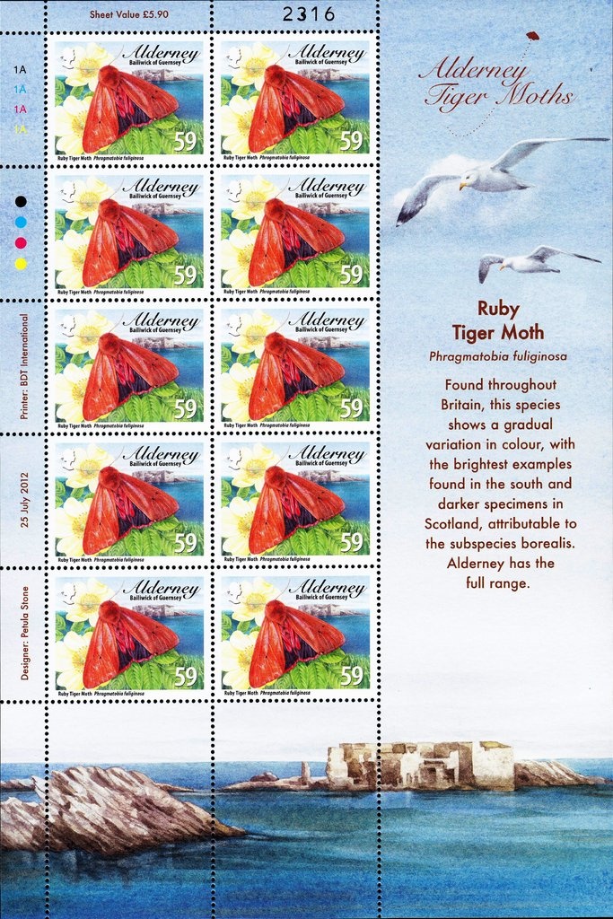 Ruddy Turnstone (Arenaria interpres)