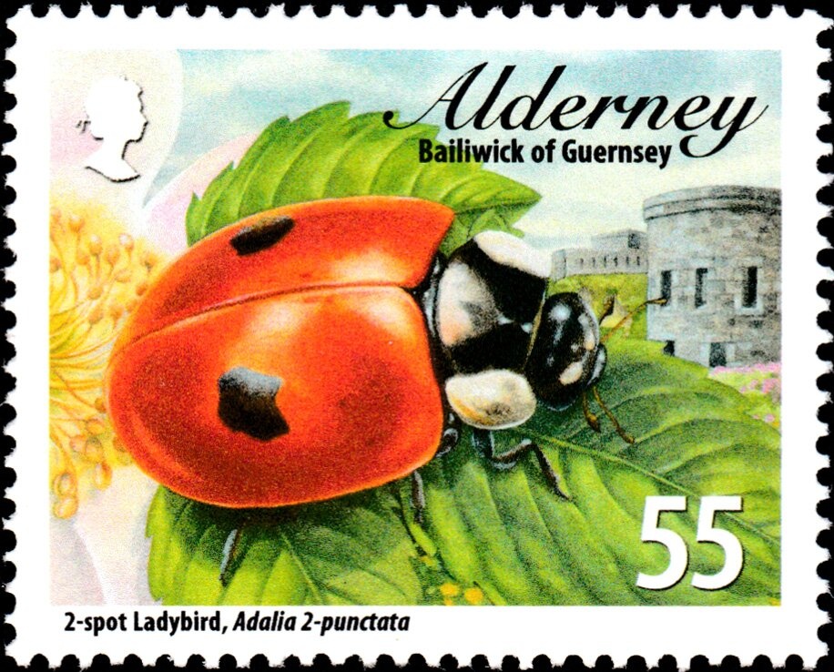 King trumpet mushroom (Pleurotus eryngii)