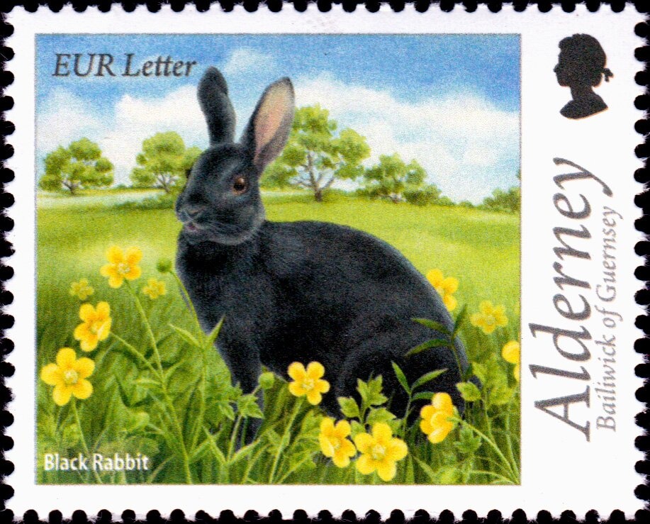 Sloughi, Arabian Greyhound (Canis lupus familiaris)