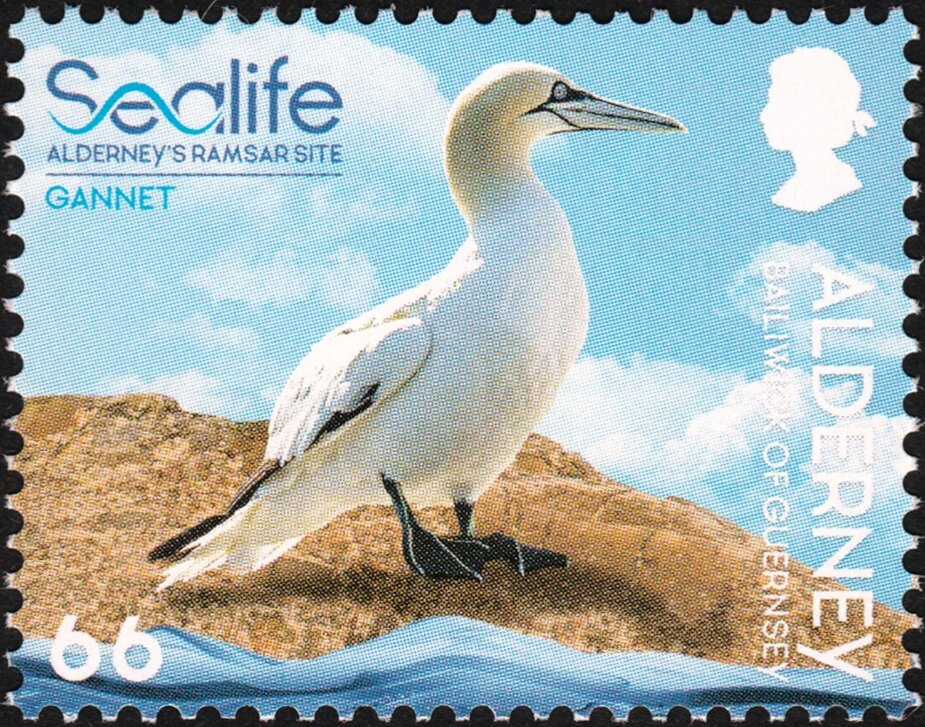 Eurasian Lynx (Lynx lynx)