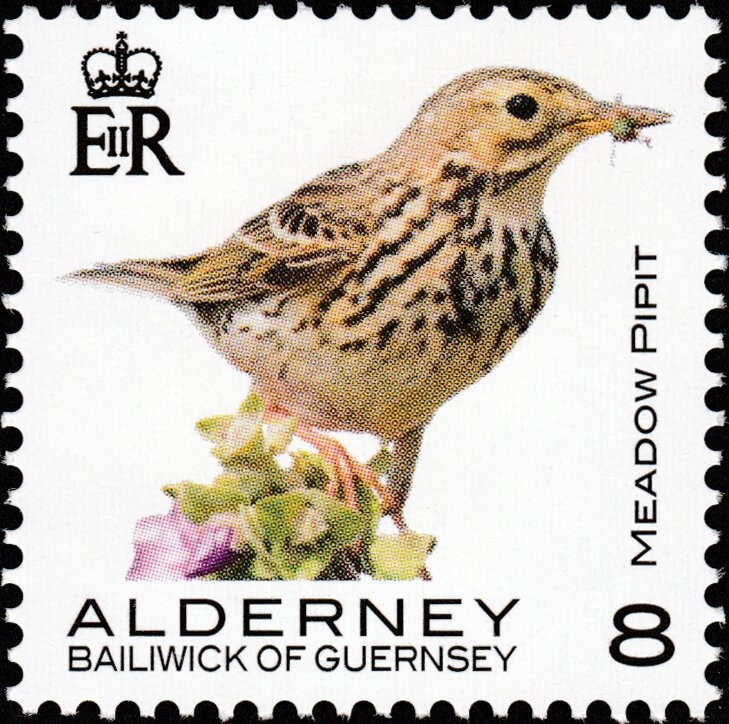 Migrating Birds 3 Passerines