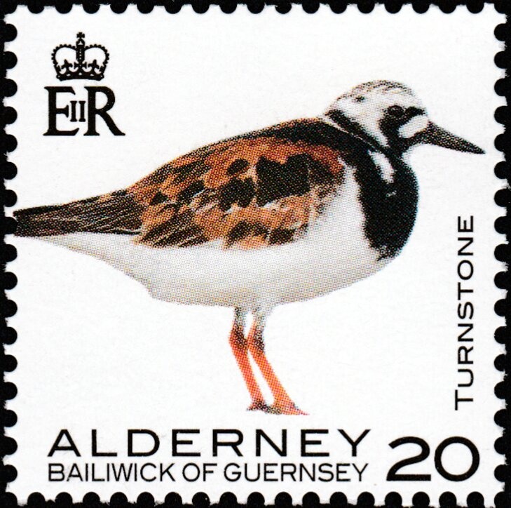 Green Sandpiper (Tringa ochropus)