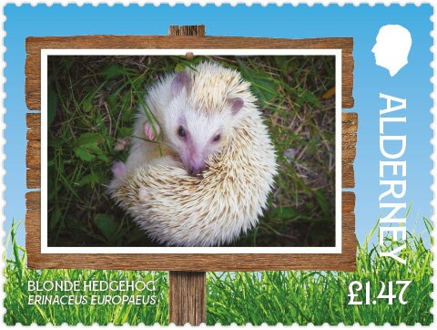 Atlantic Puffin (Fratercula arctica)