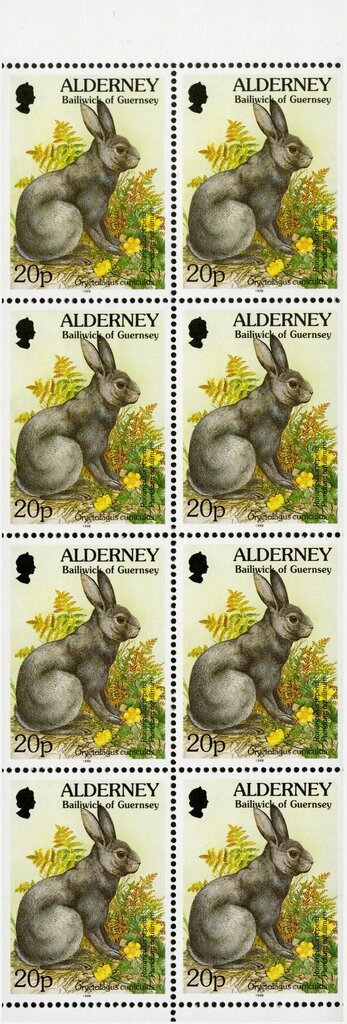 Domestic Duck (Anas platyrhynchos domestica)