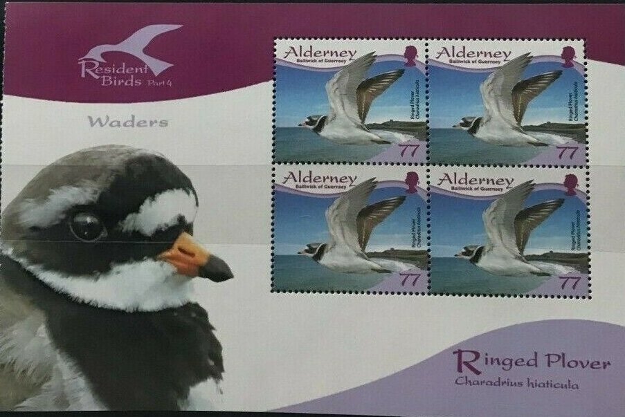 Polyommatus icarus, Anacamptis pyramidalis (pair)