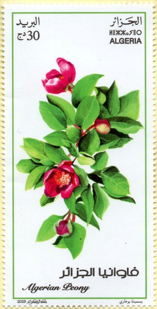 General Staff Map of 1943